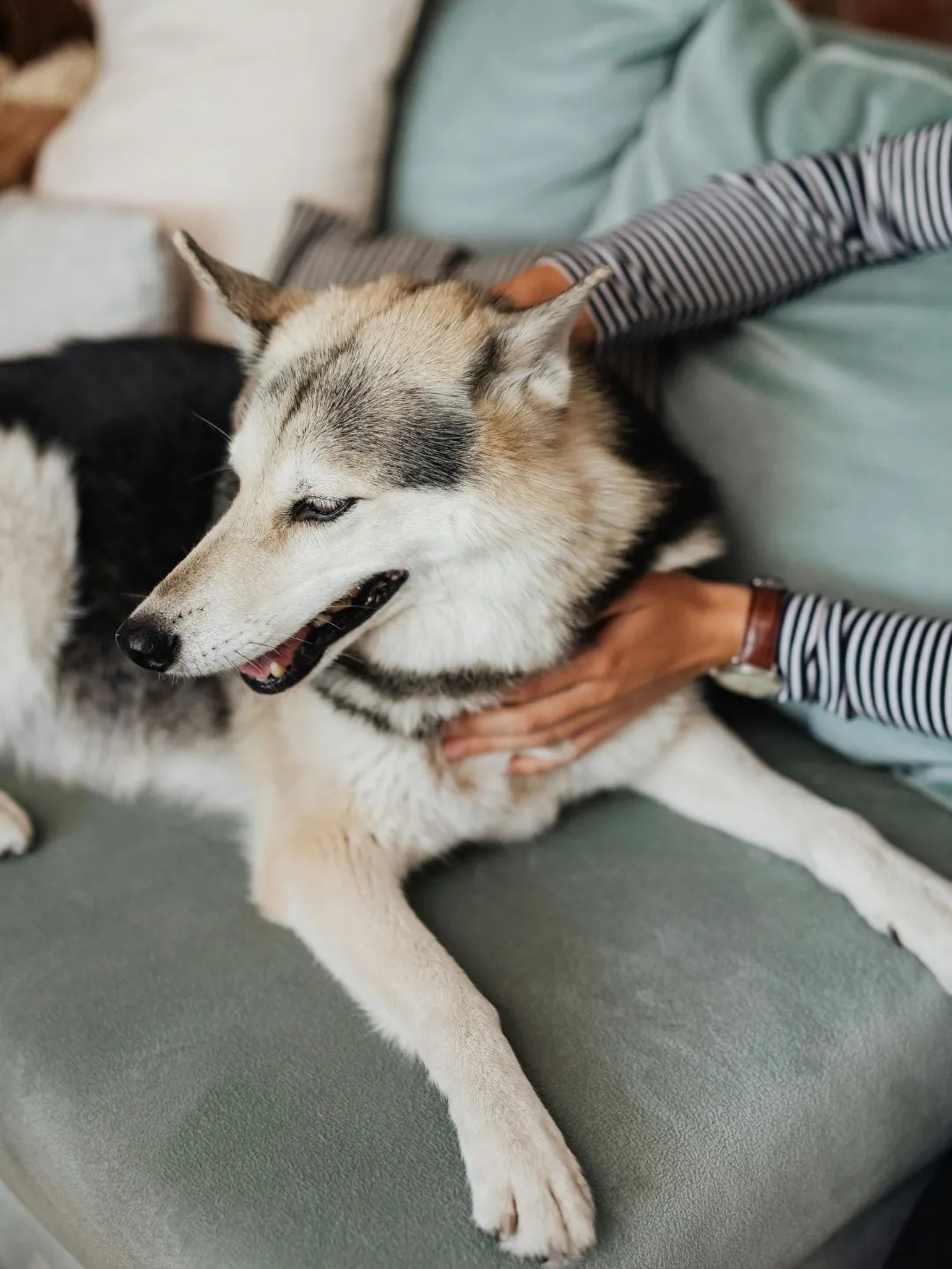 Pet de Apoio Emocional