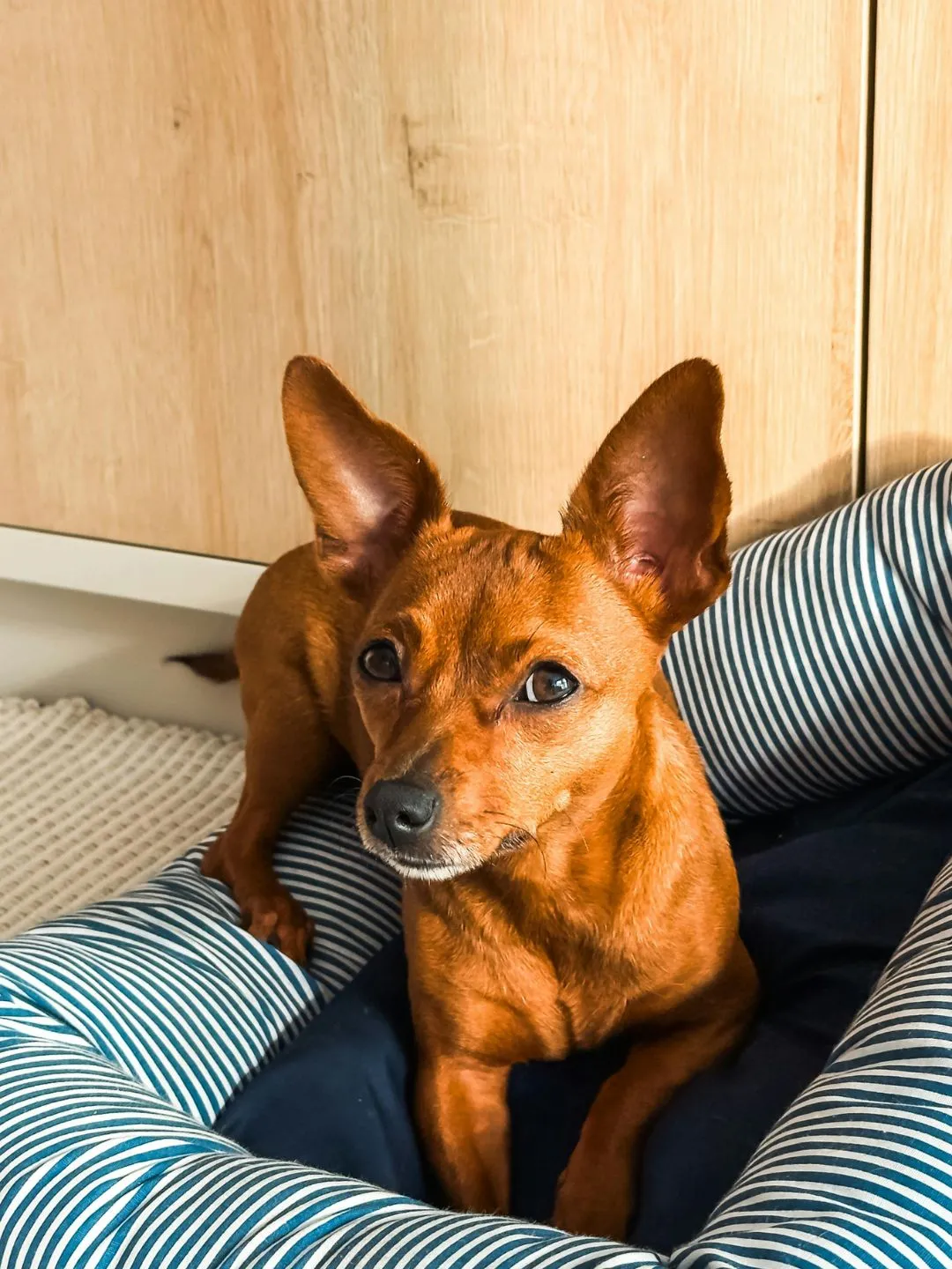 Cachorra da raça pinscher