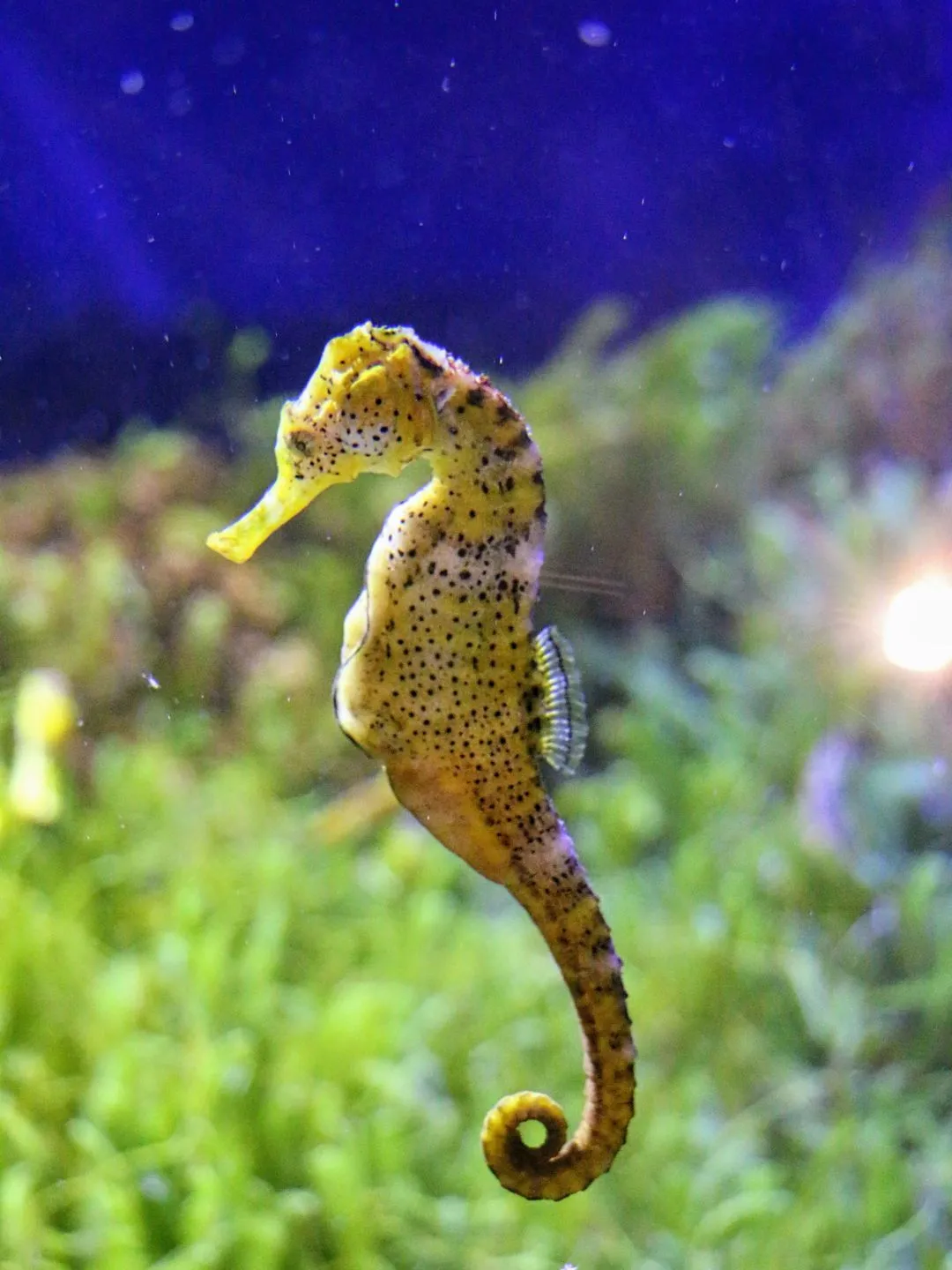Alimentação do cavalo marinho