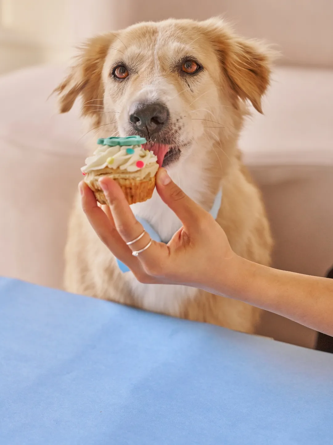 Petisco para Cachorros