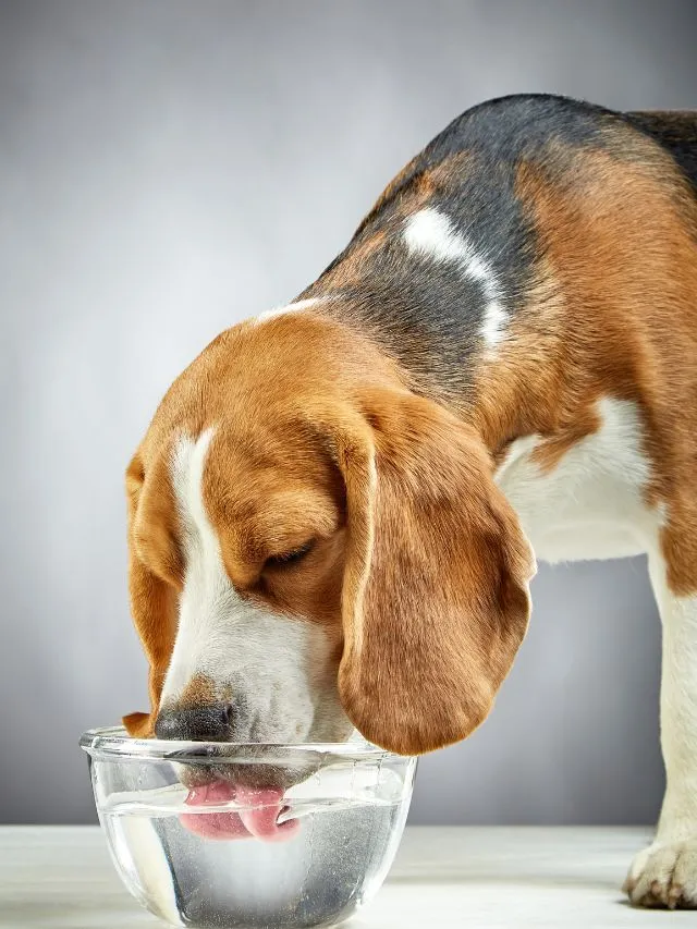 Todo Dono Precisa Saber Cachorros Sentem Calor