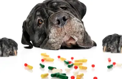 remédio caseiro para cachorro que não quer comer