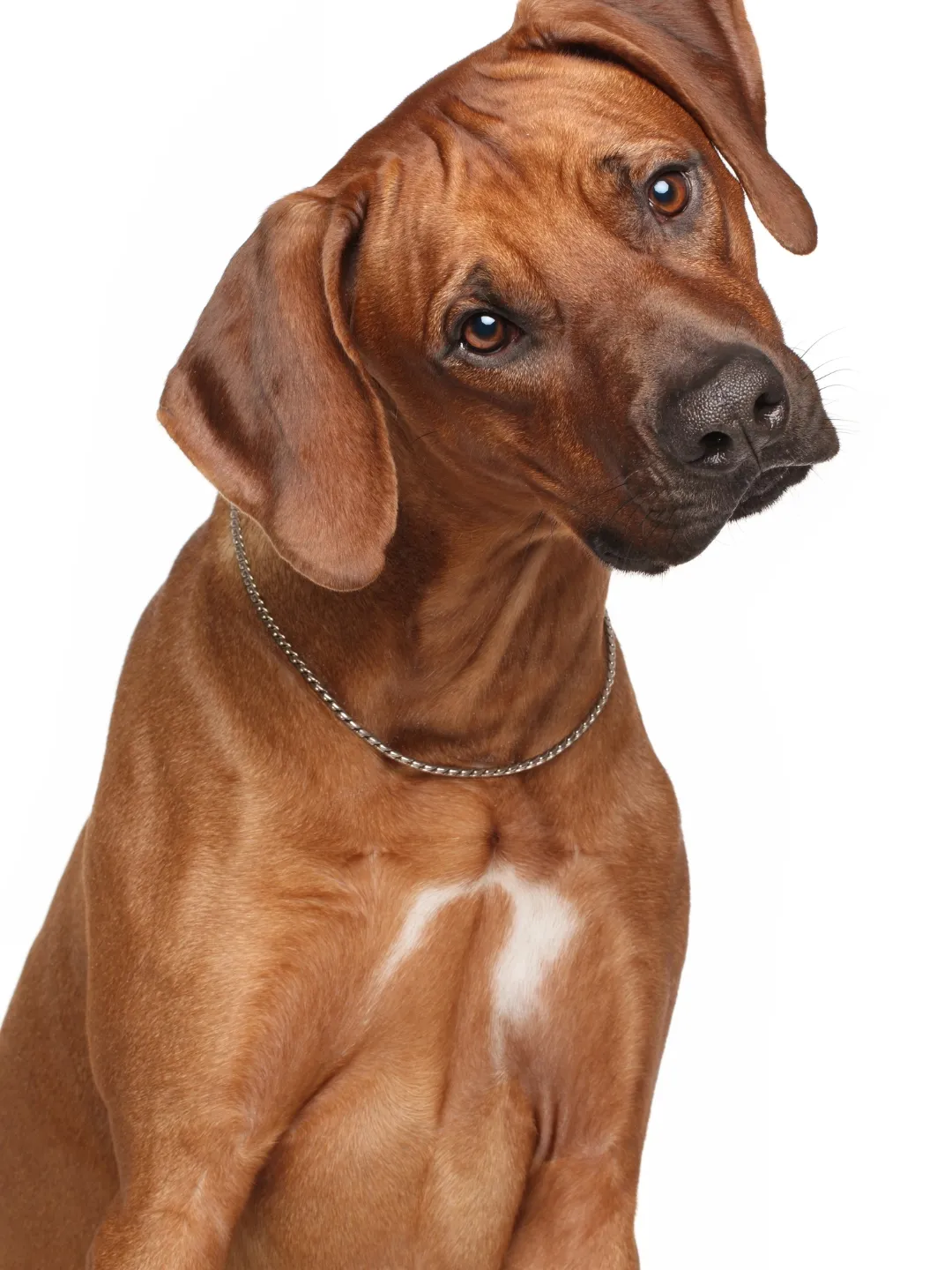 com-quantos-anos-o-cachorro-fica-idoso