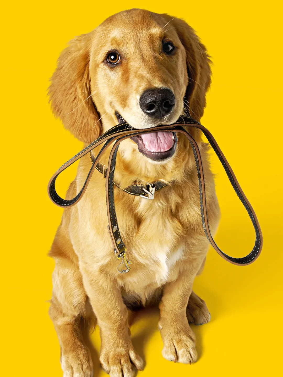 Remédio caseiro para cachorro que não quer comer