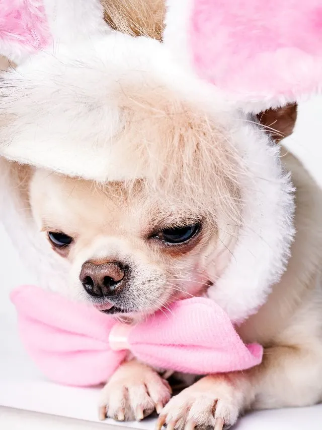 Descubra as Melhores Dicas para Ter um Cachorro de Raça Pequena