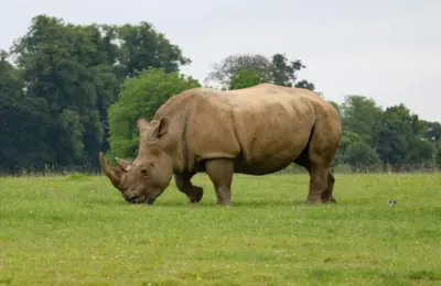 Animal Mais Raro do Mundo