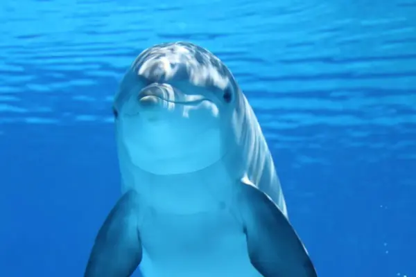 Animal Mais Raro do Mundo