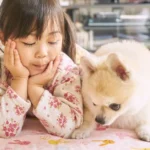 Cachorro de raça pequenininha