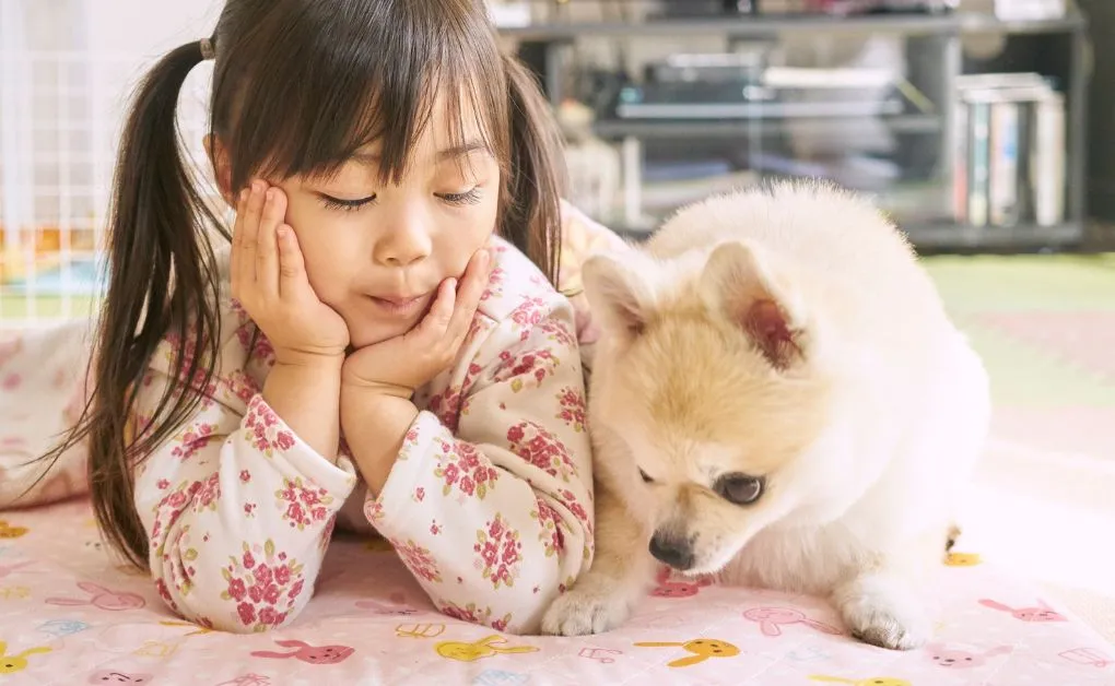 Cachorro de raça pequenininha