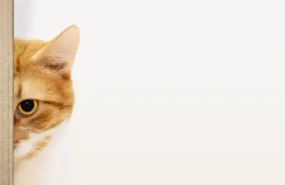 Gatinhos Vira Latas