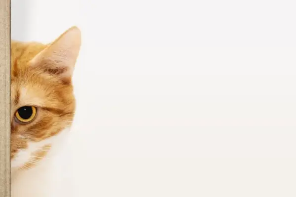 Gatinhos Vira Latas