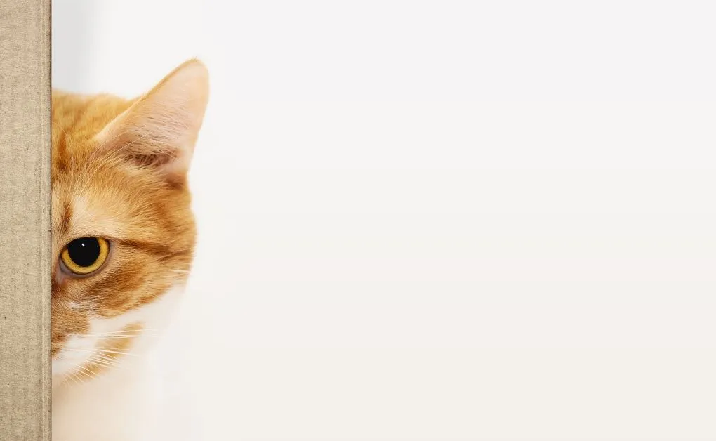 Gatinhos Vira Latas: Descubra Como Cuidar Deles Corretamente! Gatinhos Vira Latas