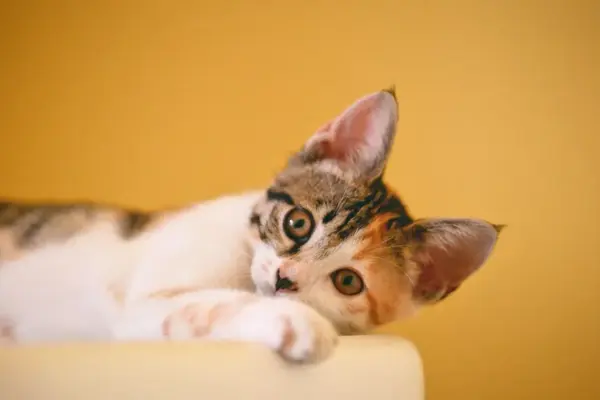 Gato de Pelo Curto Brasileiro