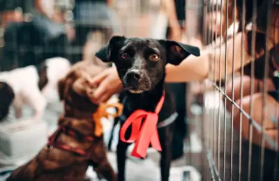 adocao de animais rio de janeiro