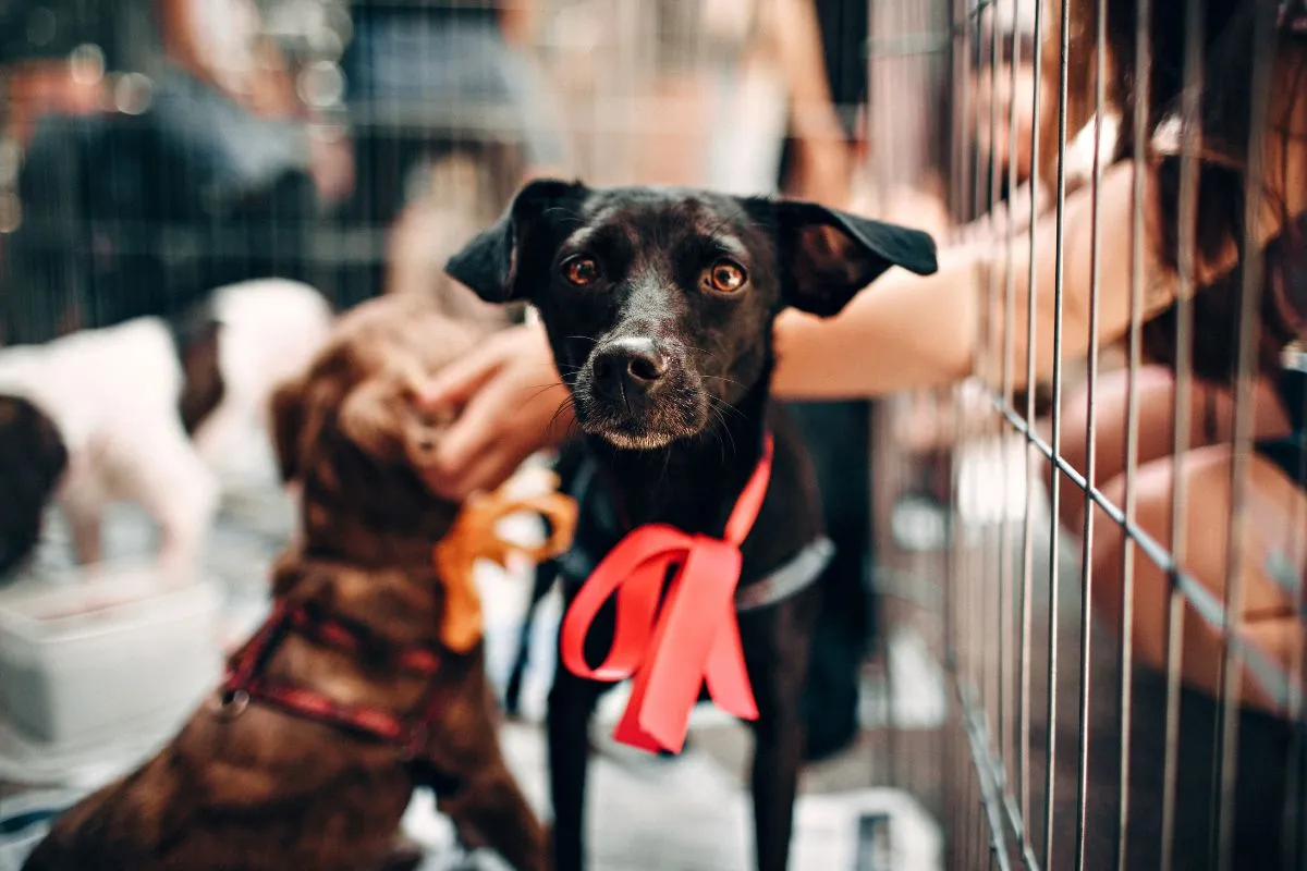 adocao de animais rio de janeiro