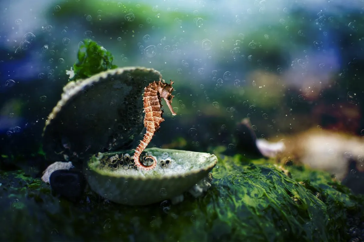 alimentação cavalo marinho