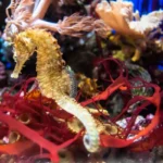 Alimentação do cavalo marinho: segredos que você não conhece!