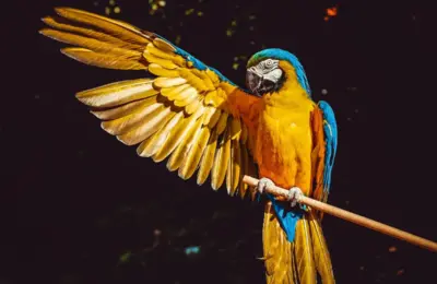 animais exóticos para ter em casa