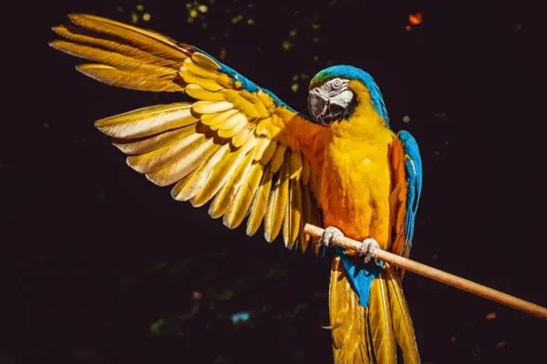 animais exóticos para ter em casa