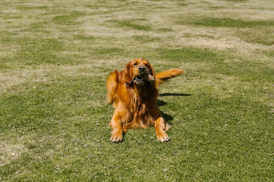 Happy golden retriever playing with a toy on a sunny day in the park.