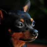 Descubra se Pode Dar Manga para Cachorro Filhote Cachorra da raça pinscher: 7 curiosidades que você precisa saber!