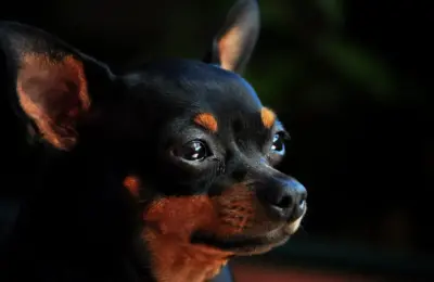 cachorra da raça pinscher