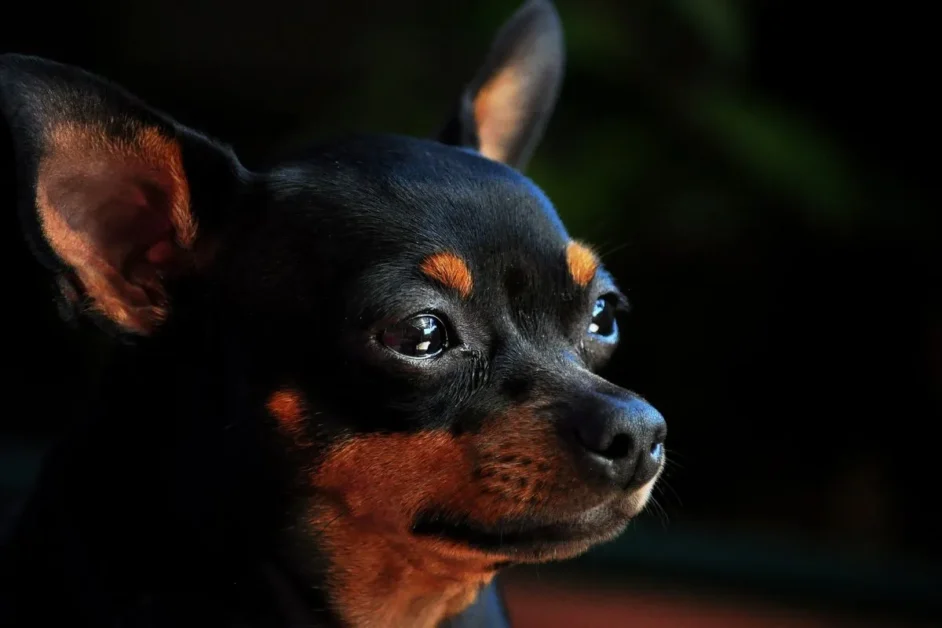 cachorra da raça pinscher