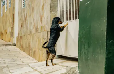 Rottweiler dog standing by a gate on a stone path in Brazil.