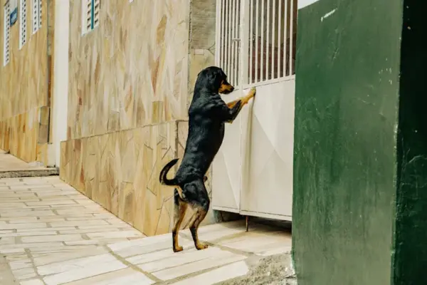 Rottweiler dog standing by a gate on a stone path in Brazil.