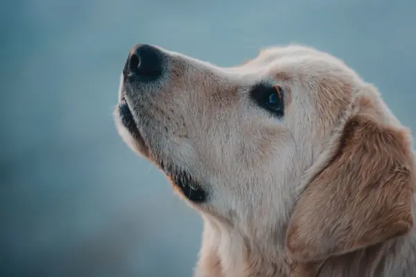 cachorro golden