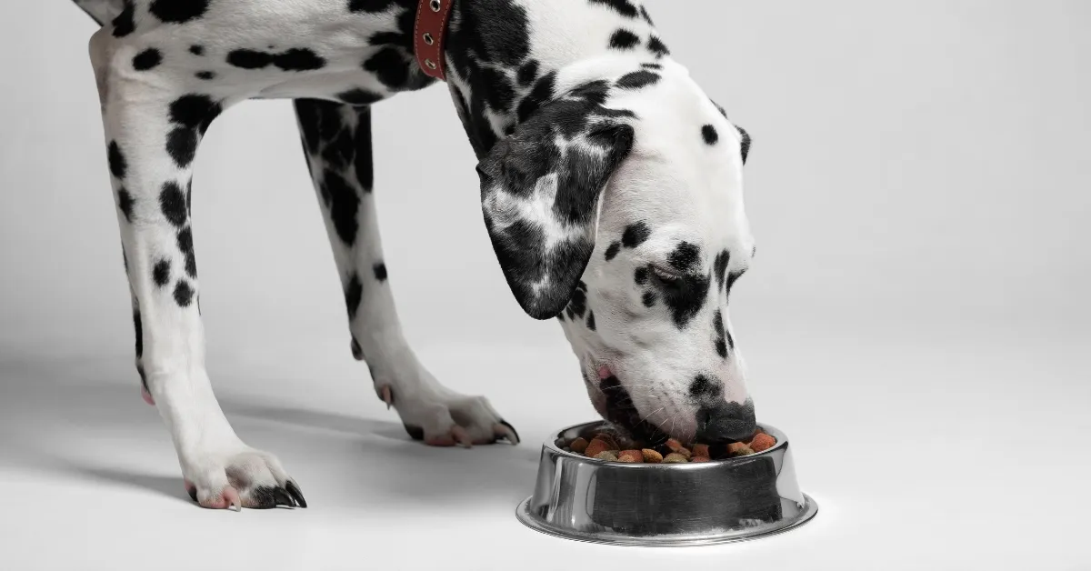 cachorro não come cachorro não come