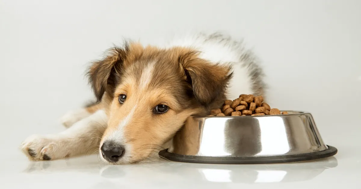 cachorro não quer comer