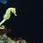 Cavalo marinho é peixe? Descubra a verdade surpreendente!