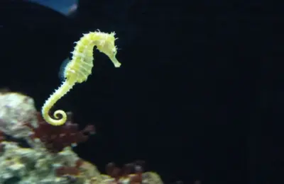 cavalo marinho é peixe