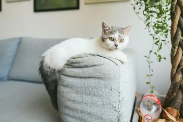 como tirar cheiro de xixi de gato do sofa
