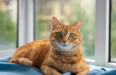 A serene orange tabby cat lounging on a soft blanket by a window indoors.