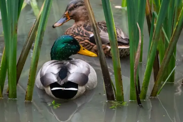 Water off a duck’s back