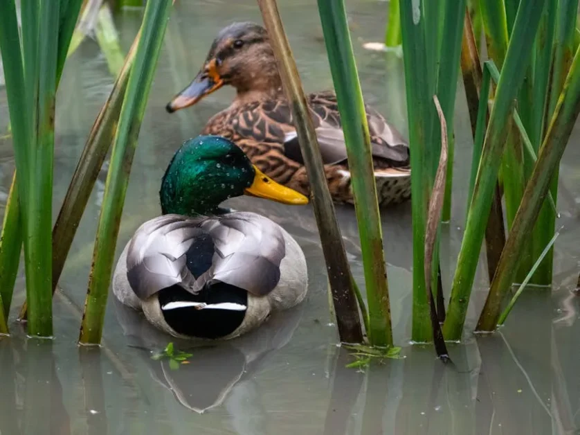 Water off a duck’s back