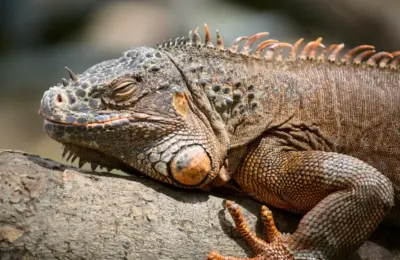 Free stock photo of animal, saigon zoo, zoo