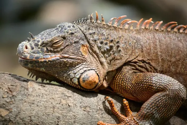 Free stock photo of animal, saigon zoo, zoo