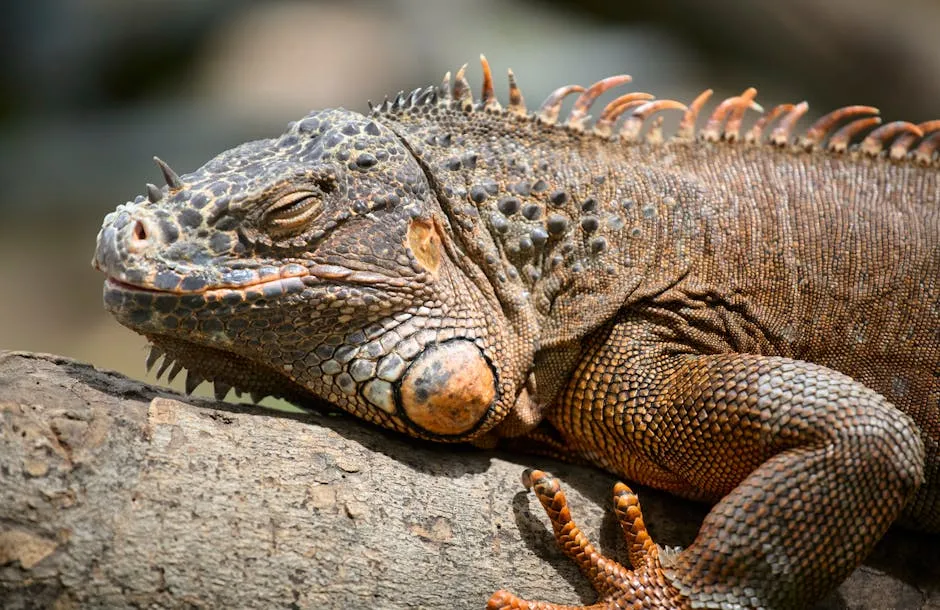 Free stock photo of animal, saigon zoo, zoo