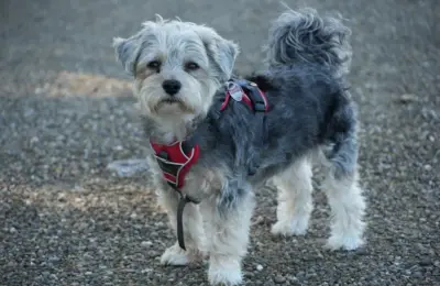 Cachorro de raça pequena