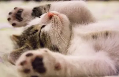 gato americano de pelo curto