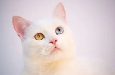 gato brasileiro