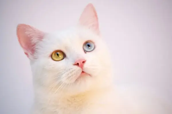 gato brasileiro