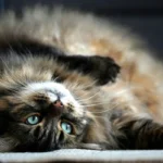 Gatos domésticos: descubra a origem dos bichanos Descubra os cuidados essenciais para gato doméstico de pelo longo