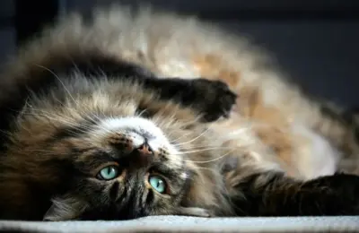 gato doméstico de pelo longo (1)