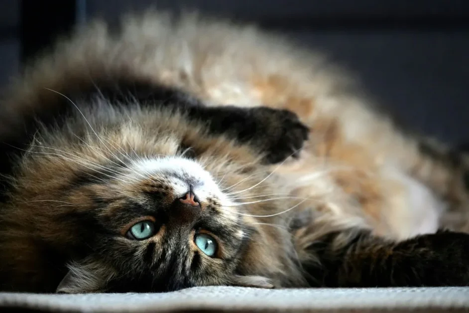 gato doméstico de pelo longo (1)