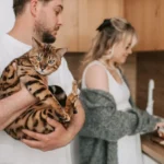 Descubra os cuidados essenciais para gato doméstico de pelo longo Gato macho ou fêmea: qual é a melhor escolha para você?