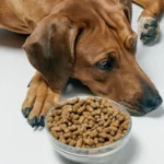 meu cachorro não quer comer